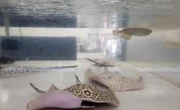 PREDATORY FINS
