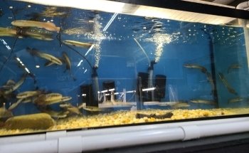 PREDATORY FINS