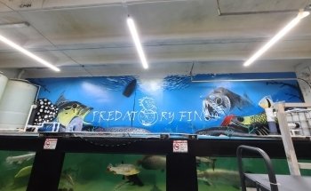 ALETAS PREDADORAS