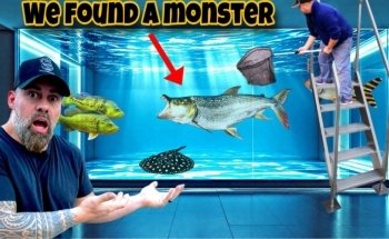 PREDATORY FINS