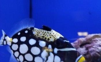 Exotic Aquatics