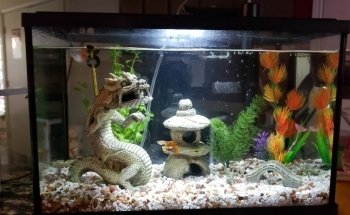 Exotic Aquatics