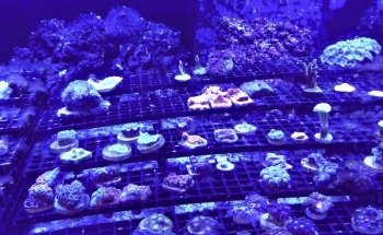 Exotic Aquatics