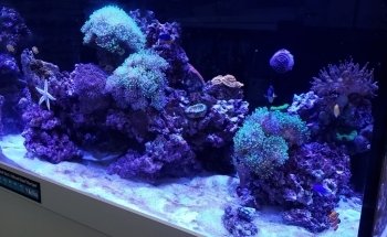 Exotic Aquatics