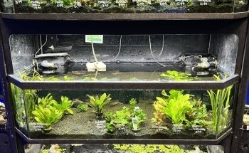 Exotic Aquatics