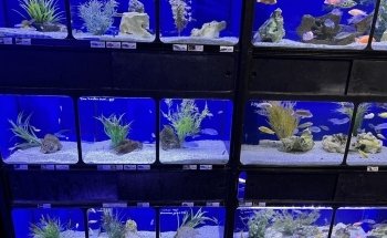 Exotic Aquatics