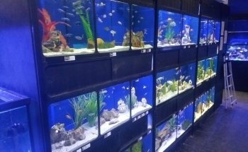 Exotic Aquatics