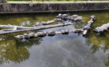 Cold Spring Harbor Fish Hatchery & Aquarium
