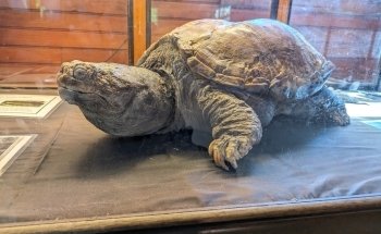 Cold Spring Harbor Fish Hatchery & Aquarium