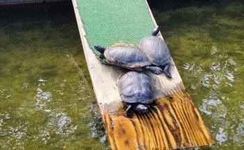Cold Spring Harbor Fish Hatchery & Aquarium