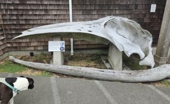 Charleston Marine Life Center