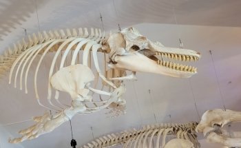 Charleston Marine Life Center