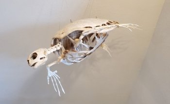 Charleston Marine Life Center