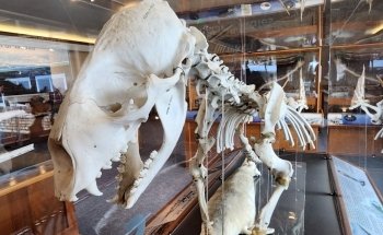 Charleston Marine Life Center
