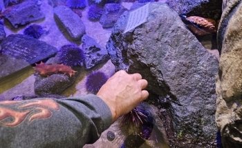 Charleston Marine Life Center