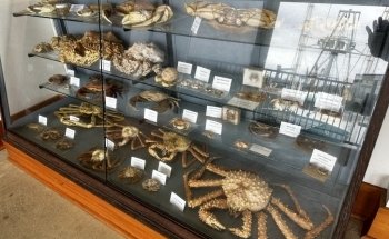 Charleston Marine Life Center