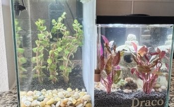 Fish Gallery Boutique | Aquarium Superstore