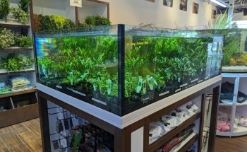 Fish Gallery Boutique | Aquarium Superstore