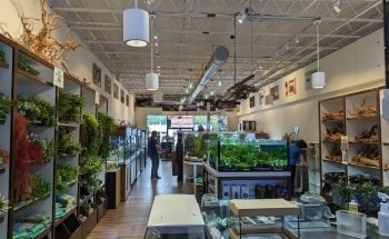 Fish Gallery Boutique | Aquarium Superstore