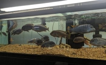 Fish Gallery Boutique | Aquarium Superstore