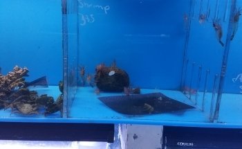 Aquarama Inc.