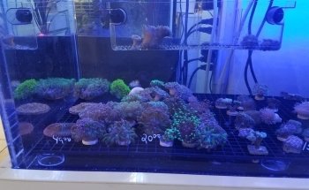 Aquarama Inc.