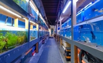 Aquatic Collection