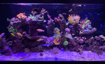 Aquatic Collection