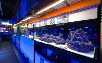 Aquatic Collection