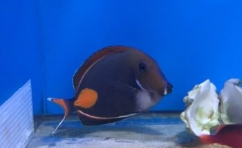 Aquatic Collection
