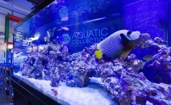 Aquatic Collection