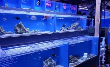 Aquatic Collection