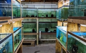 Uncle Ned's Fish Factory