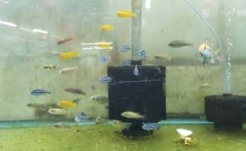 Uncle Ned's Fish Factory