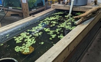 Uncle Ned's Fish Factory