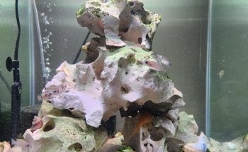 La Fábrica de Peces del Tío Ned