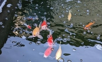 Uncle Ned's Fish Factory