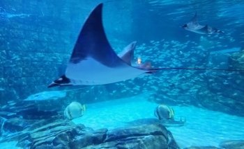 Acuario Manta
