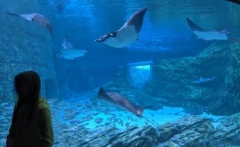 Manta Aquarium