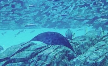 Manta Aquarium