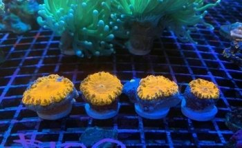 Exotic Aquatic, Inc.