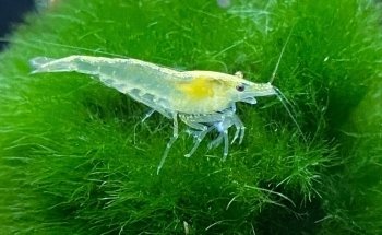 Exotic Aquatic, Inc.