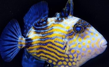 Exotic Aquatic, Inc.