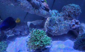 Exotic Aquatic, Inc.