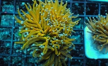Exotic Aquatic, Inc.