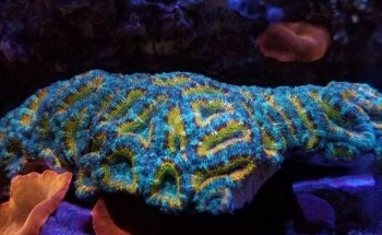 Exotic Aquatic, Inc.