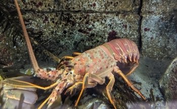 Heal the Bay Aquarium