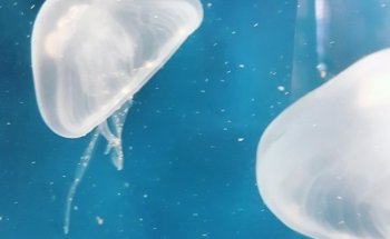 Heal the Bay Aquarium