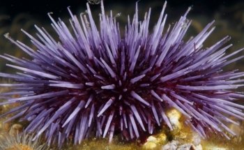 Heal the Bay Aquarium
