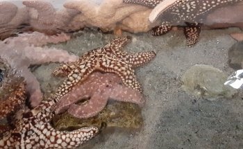 Heal the Bay Aquarium